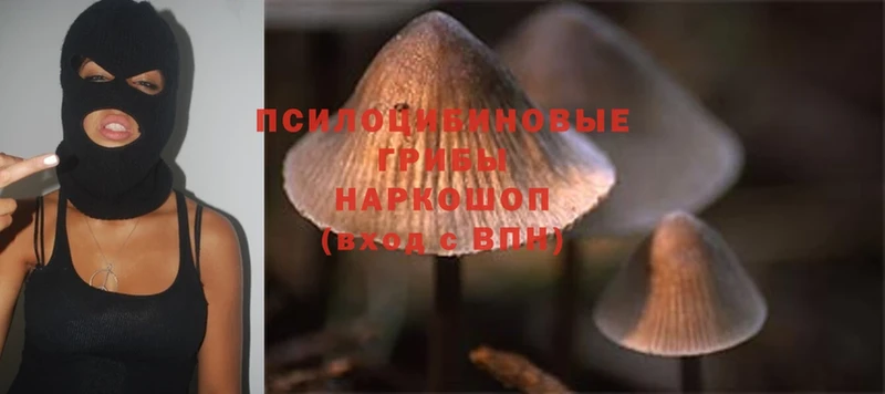 Псилоцибиновые грибы Magic Shrooms  закладки  Магадан 